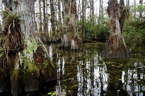 Swamp Biome 的图像结果