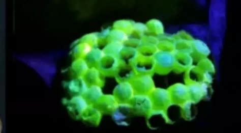 Scientists Discover Fluorescent Wasp Nests, Which Glow Mysteriously In ...