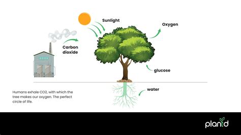The Science Of Breath: How Do Trees Make Oxygen?