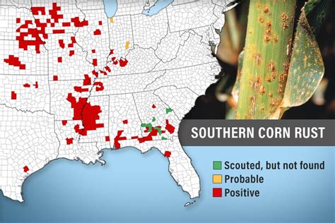 Southern Rust Map 的图像结果