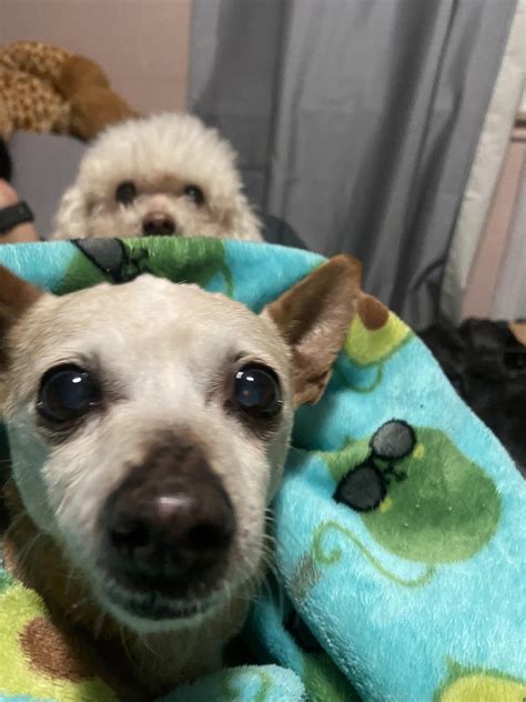 My favorite girls ️ Guera (Chihuahua)went first in March 5 after 17 ...