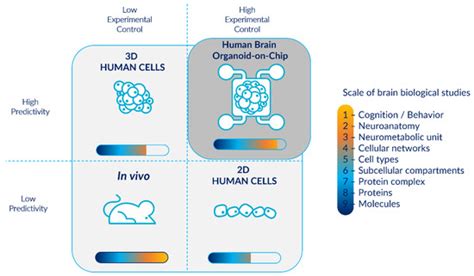 Human Brain Organoids-on-Chip: Advances, Challenges, and Perspectives ...
