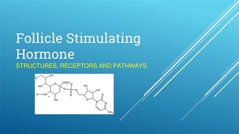 PPT - Control of Reproductive Axis: FSH and LH Pathways PowerPoint Presentation - ID:9156531
