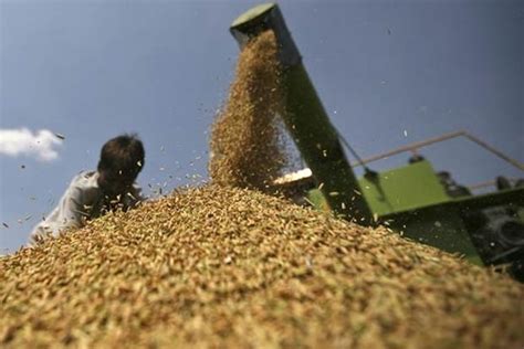 Food grain merchants want tax slashed