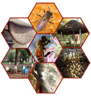 TNAU Agritech Portal :: Sustainable Agriculture