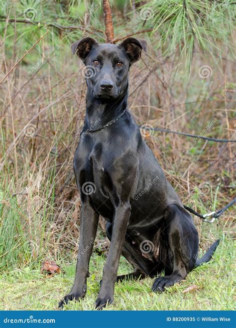 Dobermann Labrador Mix