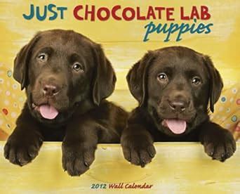 Buy Just Chocolate Lab Puppies 2012 Calendar Book Online at Low Prices ...