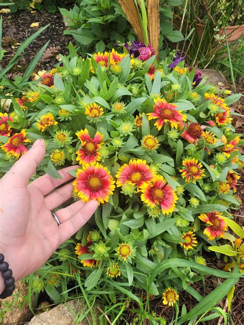 [Oc] Arizona sun blanket flower : r/flowers
