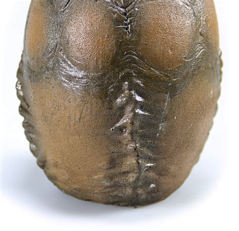 Image result for Alien Egg Deposit