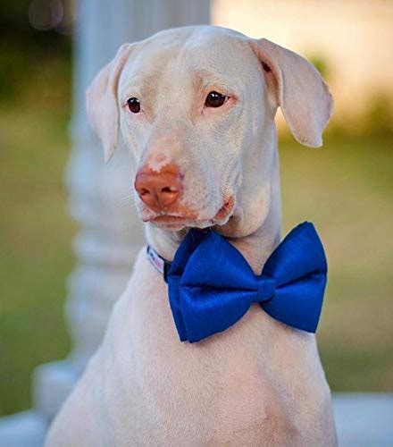 Lana Paws Royal Blue Silk Dog Bow Tie/Bowtie/Dog Gifts, S-M, 1 Count ...