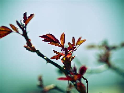 Download wallpaper 1400x1050 branch, plant, background, blurred, shadow ...