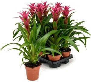 Kapebonavista Guzmania Freya Plant Price in India - Buy Kapebonavista ...