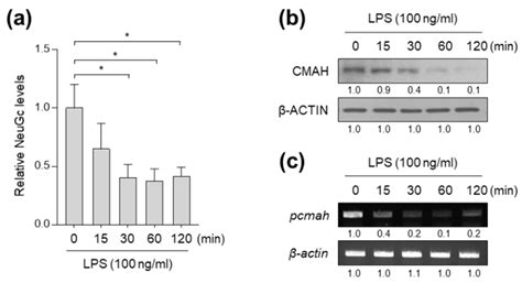 Gram-Negative Bacterial Endotoxin LPS Induces NeuGc Loss through Ets1 ...