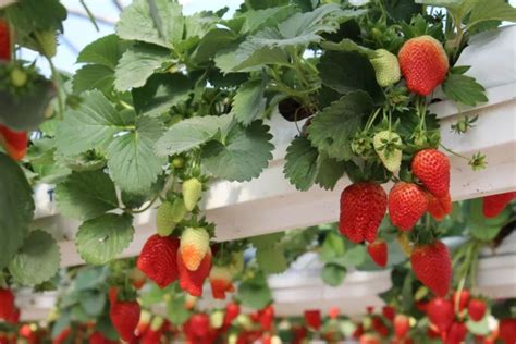 设施草莓冬季养根的关键技术-河北农业大学科教兴农中心