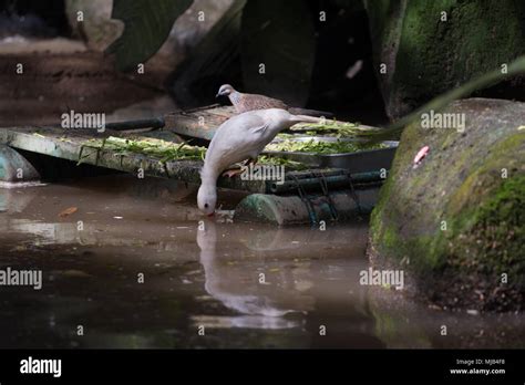 Image result for Bird Exploding Drinking Elcsta Water