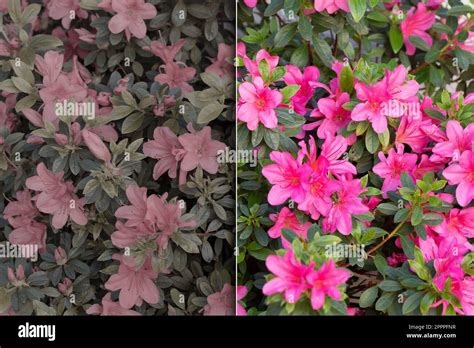 Color Vision Simulation 的图像结果