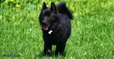 Black Dog Breeds - Best For Pets