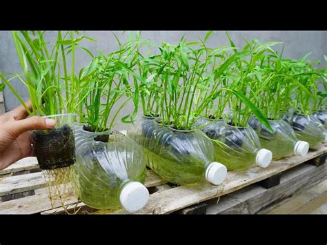 How to grow water spinach in plastic bottles with water very easily and ...
