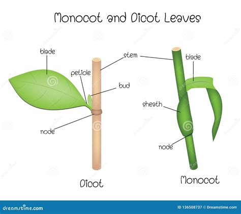 Monocot Leaves Vs Dicot Leaves