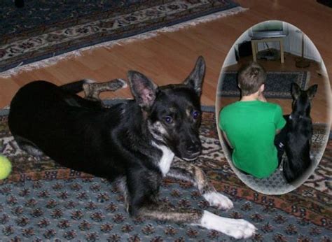 Mischlinge Kleinanzeigen | Mischlinge Annoncen | Mischlinge Inserate ...