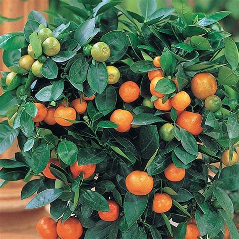 Bhajanlal Greenery Rare Malta orange/Kinnow/Kinnu Fruit Live Plant with ...