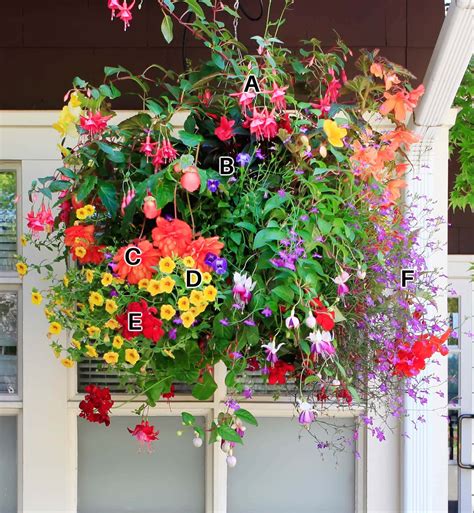 Best Hanging Basket Plants For Shade