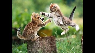Image result for Silly Cute Animals