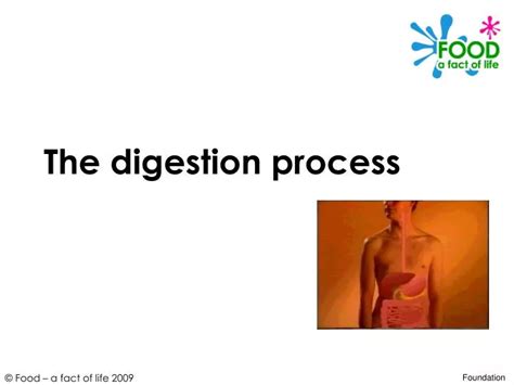 Digestion Process Explained 的图像结果