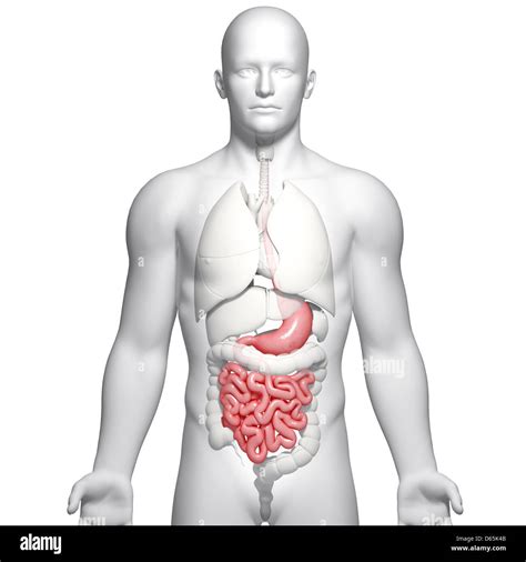Male digestive system artwork hi-res stock photography and images - Alamy