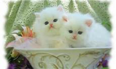 Beautiful Cat Backgrounds by Beautiful Cats Wallpapers Cats Wallpapers High Beautiful Cat Backgrounds