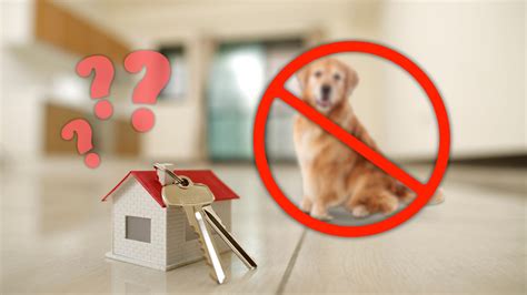 This Insurance Law Could Keep Pets Out of Shelters and in Loving Homes ...