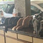 Meow Mix Original Choice Dry Cat Food, 24 lbs | BJ's Wholesale Club