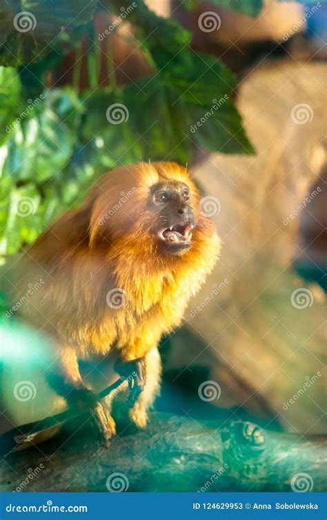 Lion Tamarin Monkey Screaming, Standing on the Wooden Platform among ...