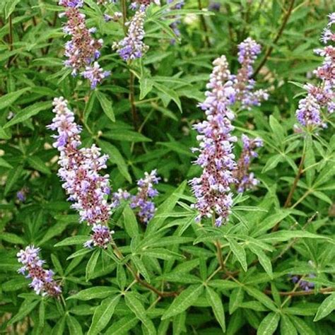 Mphmi Vitex Negundo, Nirgundi - Plant : Amazon.in: Garden & Outdoors