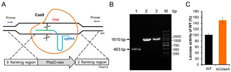 Involvement of the Methyltransferase CcLaeA in Regulating Laccase ...