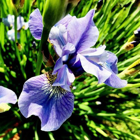20 Popular Types Of Iris Pictorial Guide