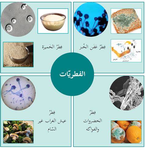 نشاط (6): الفطريات - منهاجي