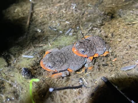 Untangling drivers of decline – fire, drought, disease and their impacts on a threatened frog ...