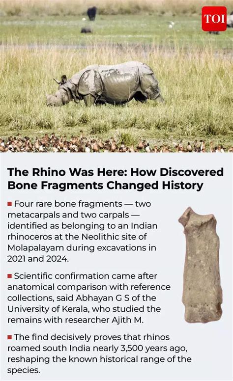 3,500-year-old rhino bone fragments found in Western Ghats rewrite ...