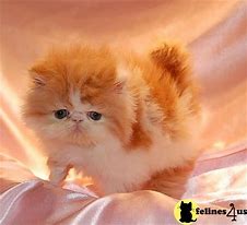 Image result for Teacup Animals