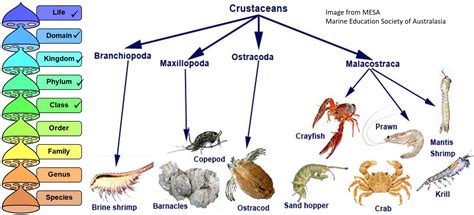 Image result for Class Crustacea