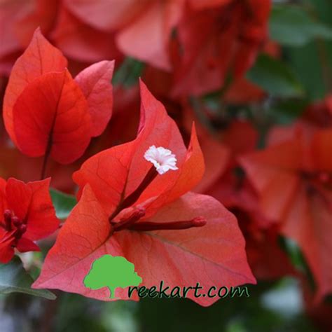 Buy Bougainvillea plants online in India, plants online in Hyderabad ...