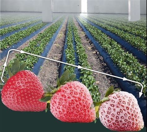 Image result for What Is a Library Cold Machine