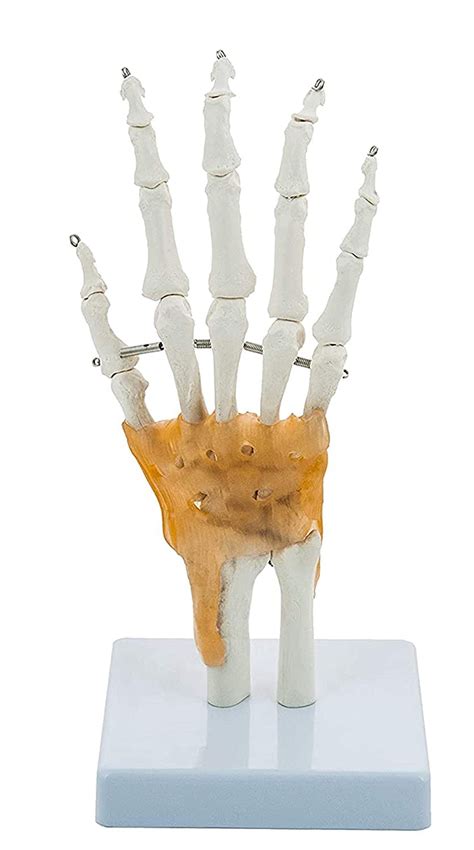 Buy BTGC Hand and Wrist Skeleton Model, with Flexible Ligaments to Show ...