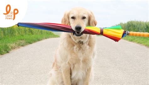 Monsoon care tips for dogs l Lana Paws Blog