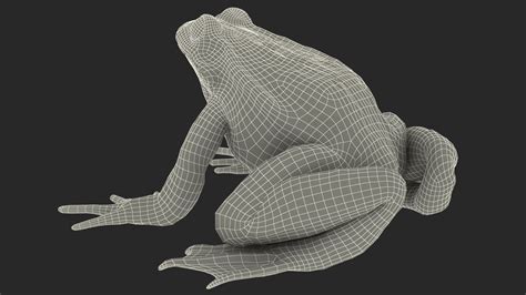 Image result for Frog Mesh Tutorial Maya