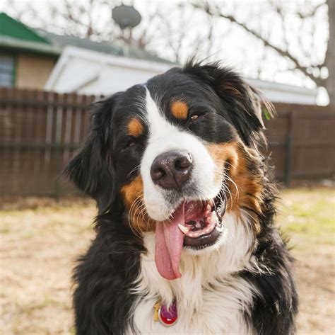Does Your Family Have a Lot of Love to Give? Consider These Large Dog ...