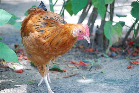 Native Chicken Breeds 的图像结果