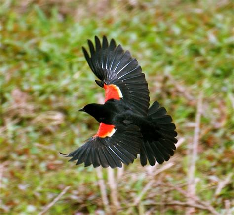 It's a beautiful world! (Posts tagged birds) | Red wing blackbird, Bird ...