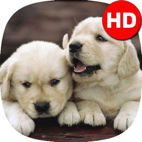 wallpaper hd 4k background 2019 - App on Amazon Appstore